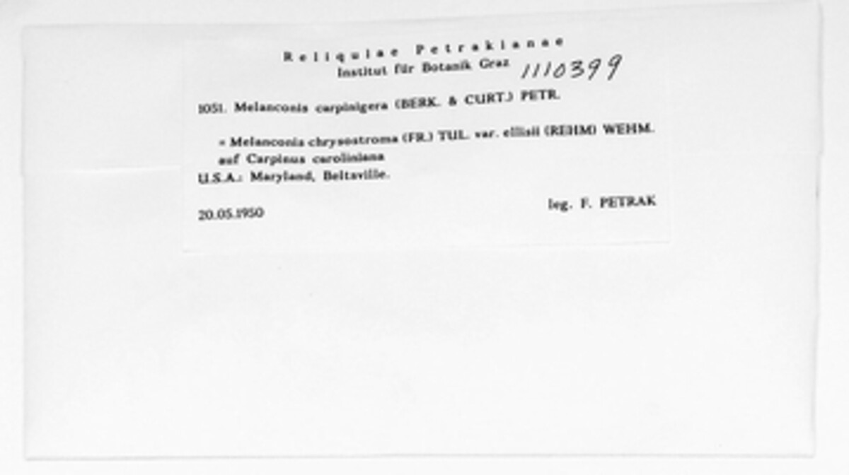 Melanconis carpinigera image